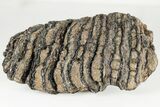 6.4" Fossil Woolly Mammoth Upper M2 Molar - North Sea Deposits - #200775-1